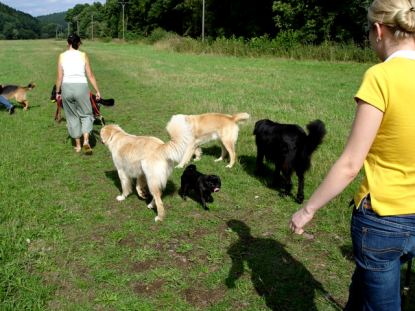 hundewiese