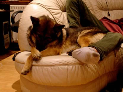 rex