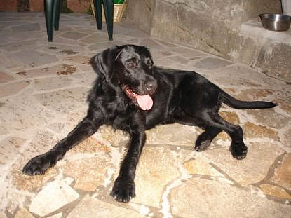 jack