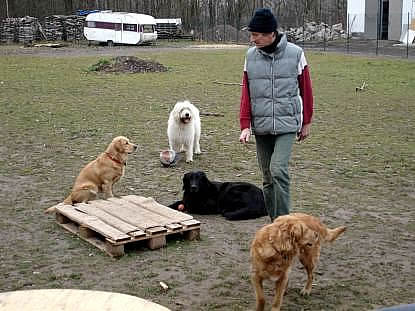 milu bo ringo nicky gina
